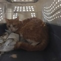 五歳のトラ猫ちゃん(雄)助かる命を救って下さい！