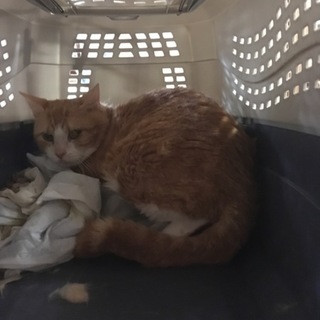 五歳のトラ猫ちゃん(雄)助かる命を救って下さい！