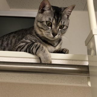捨て猫保護しました