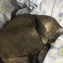 ♡ネコ