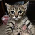 可愛い子猫の里親さん募集中です！