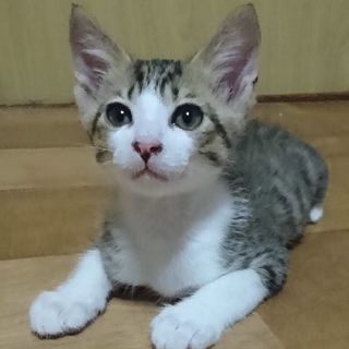 キジトラ×白の男の子