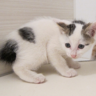 1.5カ月のチビ白君