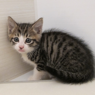 1.5カ月のハンサムボーイ