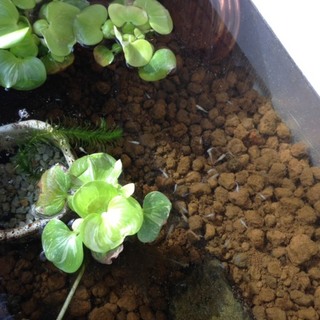 【終了】メダカの稚魚たち