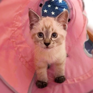 募集一時停止中☆ペルちゃん