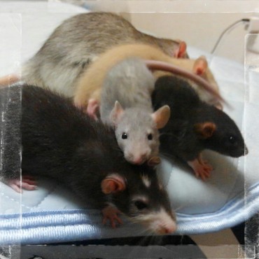 五匹揃った写真、やっと撮れた！