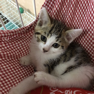 甘えん坊の花火ちゃん