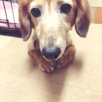ちょっぱー
