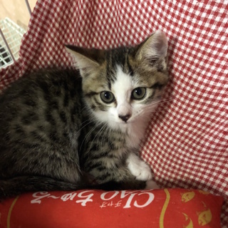 まだ少しシャイな風鈴ちゃん