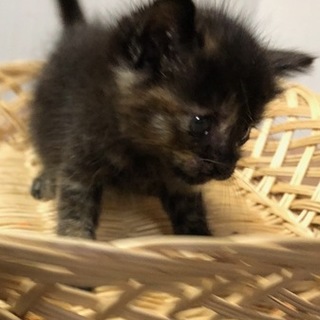 お兄ちゃんが大好きなナンシーちゃん