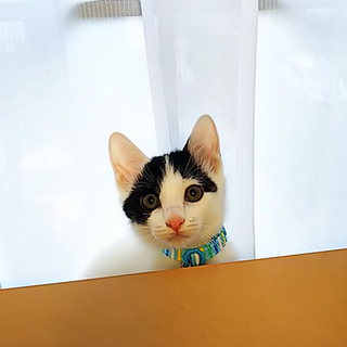 ちょっとビビリだけどやんちゃなみみしろくん