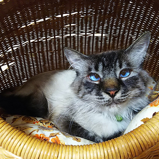 ふわふわシャムミックス