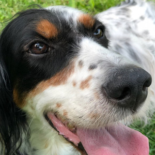 美人なセッターの女の子８歳位【腫瘍があります】