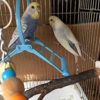 里親募集。手乗りではありません。