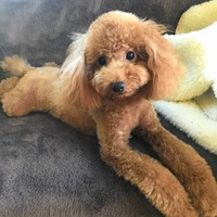 バロン