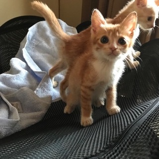 茶トラとサビの可愛い5兄妹