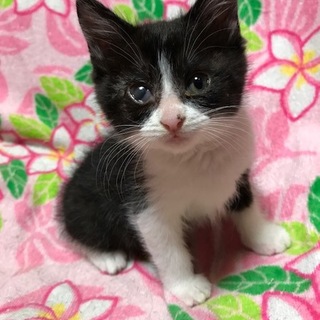 おてんばお嬢さんプッチ生後２か月