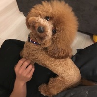 Lee