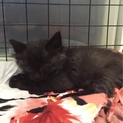 穏やかな黒猫ちゃんを家族にしてください！