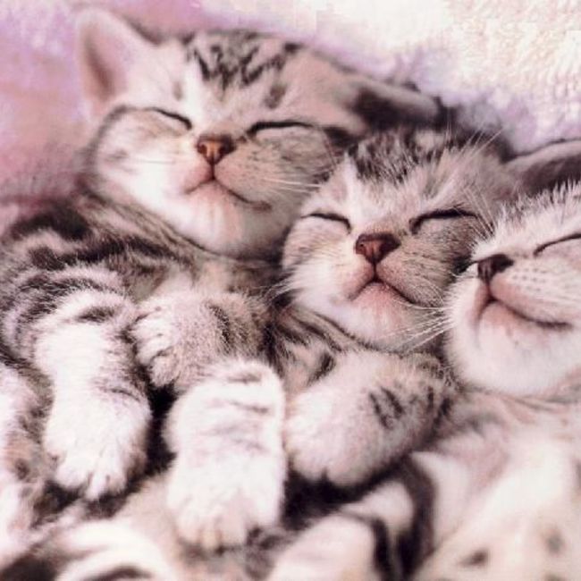 メロン三世のカバー写真