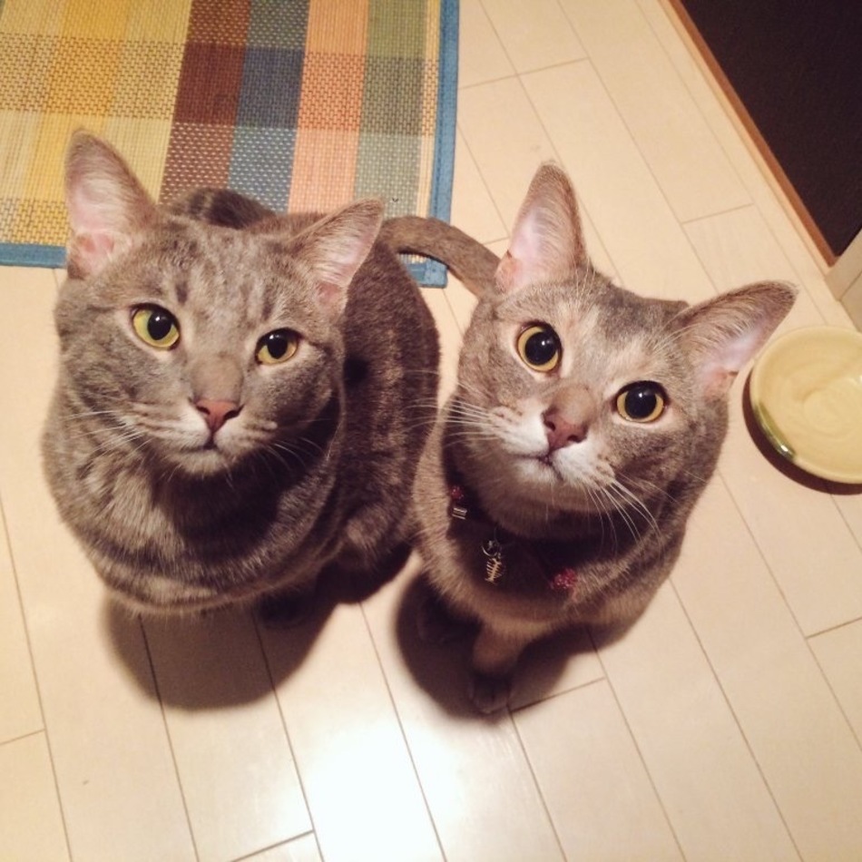 けむりのカバー写真