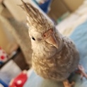ホワイトフェイスパールオカメインコ