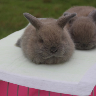 純血　ホーランドロップ　