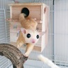pdm_kunkun