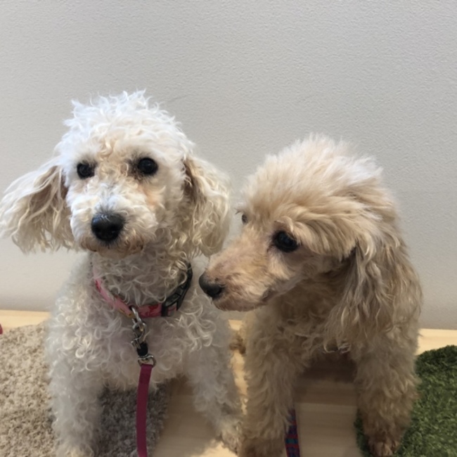 一般社団法人Animal care loversのカバー写真