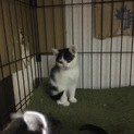 生後6カ月くらいの白黒ちゃん