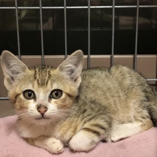 人馴れバッチグ〜の可愛いキジ白ちゃん❤️