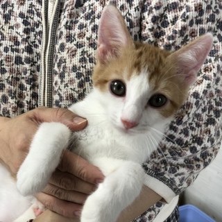 【里親さん決定しました】茶白の男の子