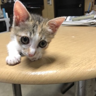 純和風、三毛猫幸せの鍵しっぽ❤️