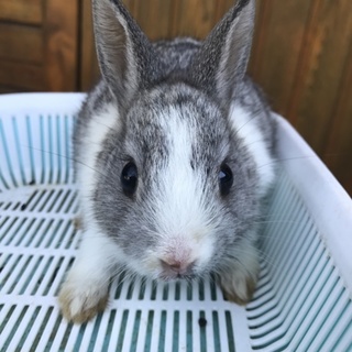 うさぎ グレー×白 ②