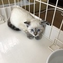 ちょっと生意気シャムミックスちゃん！人馴れ訓練中。