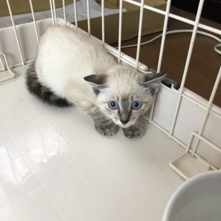 ちょっと生意気シャムミックスちゃん！人馴れ訓練中。