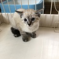 イカ耳が得意。只今人馴れ訓練生！