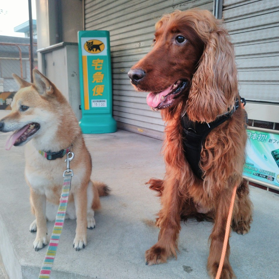 エレナのカバー写真