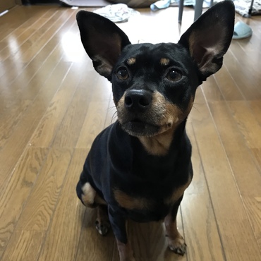 ベッキーの写真