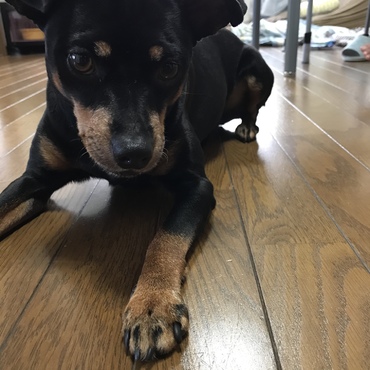 ベッキーの写真