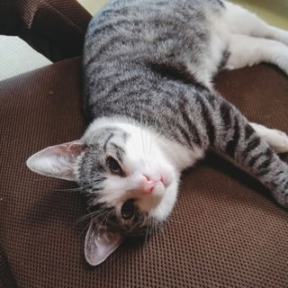 里親決定。ありがとうございます。