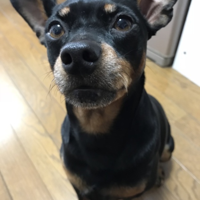 さらさらベッキーのカバー写真