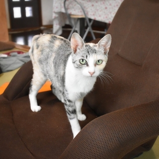 里親決定。ありがとうございます。