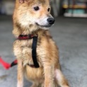 人懐こいまだ子犬です！助けて下さい。