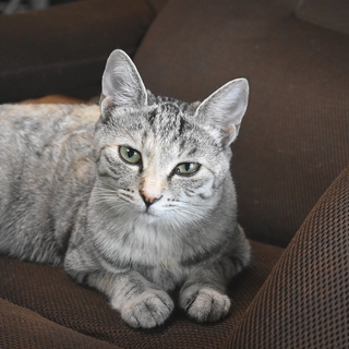 里親決定。ありがとうございます。