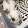 5月23日生まれの子ウサギ 2 サムネイル3