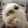 5月23日生まれの子ウサギ 2 サムネイル4