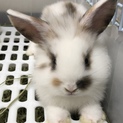 5月23日生まれの子ウサギ 3