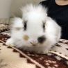 5月23日生まれの子ウサギ 3 サムネイル2